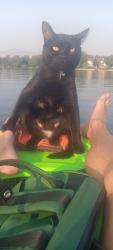 Lost Male Cat last seen Cole & Overland near the hotel and crackerbarrel, Boise, ID 83709