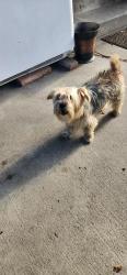 Found/Stray Male Dog last seen VIRGINIA ST, San Jose, CA 95125