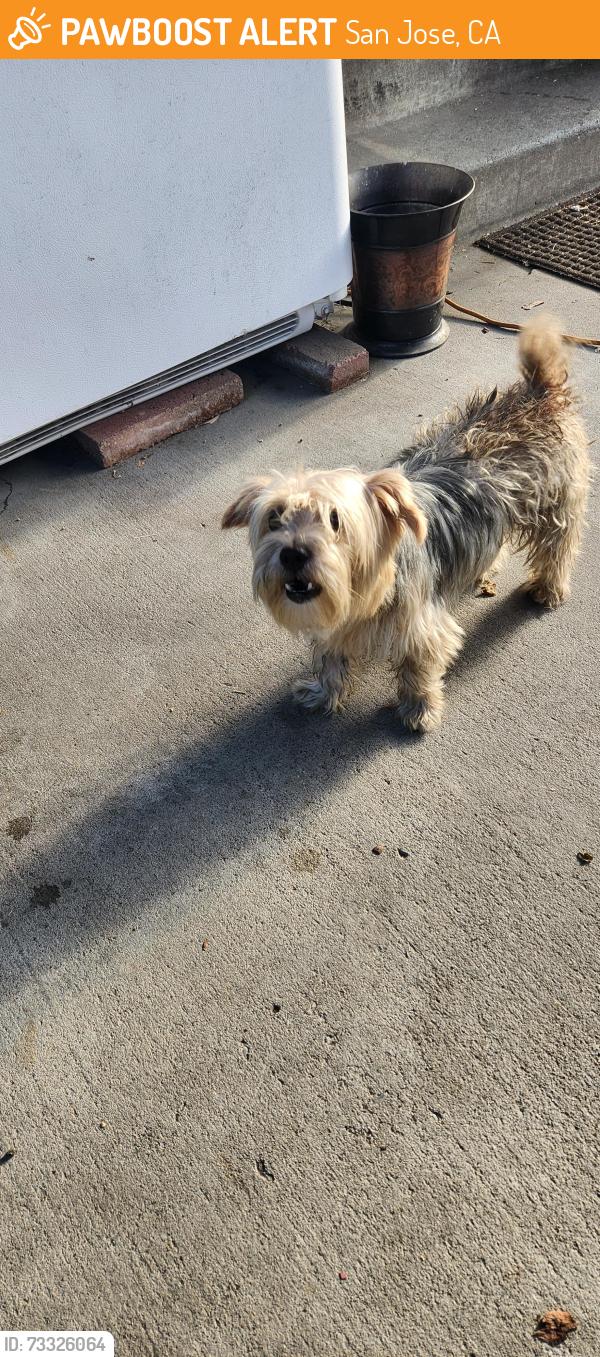 Found/Stray Male Dog last seen VIRGINIA ST, San Jose, CA 95125