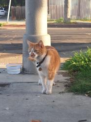 Reunited Male Cat last seen E. 11th st. & Ohio ave., Long Beach, CA 90804