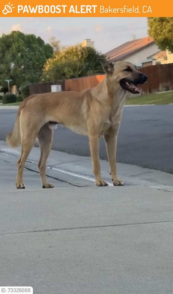 Found/Stray Male Dog last seen White lane/Old River, Bakersfield, CA 93311