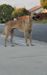 Found/Stray Male Dog last seen White lane/Old River, Bakersfield, CA 93311