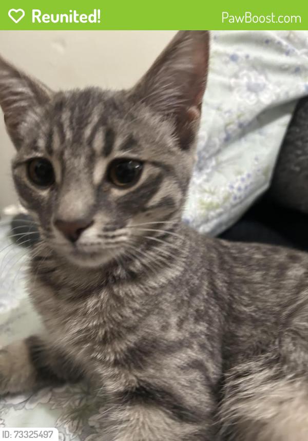 Reunited Female Cat last seen Se salió de mi casa y no la encuentro en la memorar y Normandie avenue, Los Angeles, CA 90044