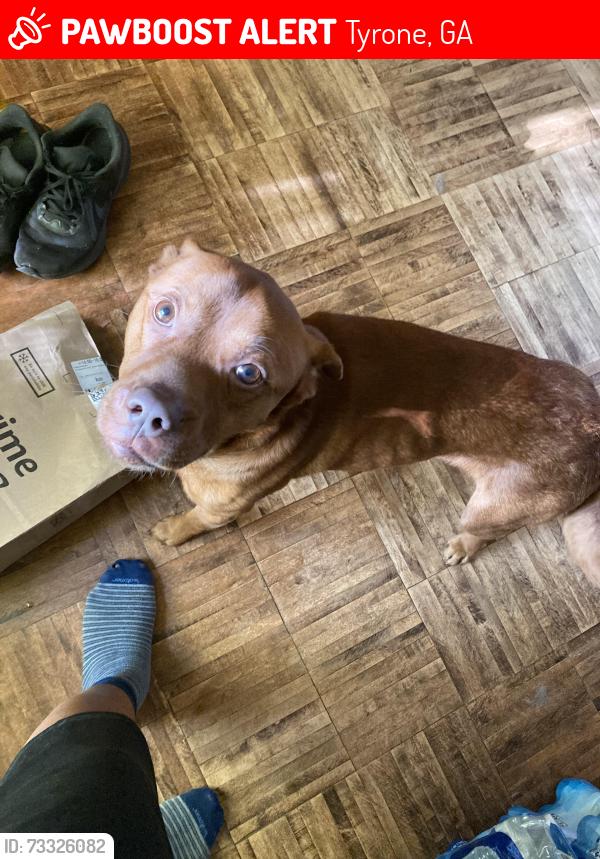 Lost Male Dog last seen Kedron shopping center peachtree city, Tyrone, GA 30290