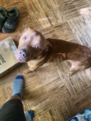Lost Male Dog last seen Kedron shopping center peachtree city, Tyrone, GA 30290
