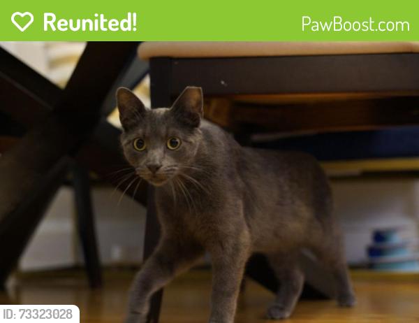 Reunited Male Cat last seen Harvie Ave and st Clair west area, Toronto, ON M6E 4K2