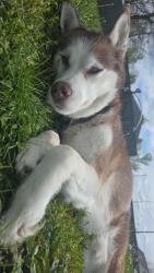 Reunited Male Dog last seen Ideal park, Grand Rapids, MI 49548