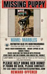 Reunited Female Dog last seen Harding ave, San Fernando, CA 91340
