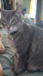 Lost Female Cat last seen olive avenue and bluegrass rd in vista, Vista, CA 92083
