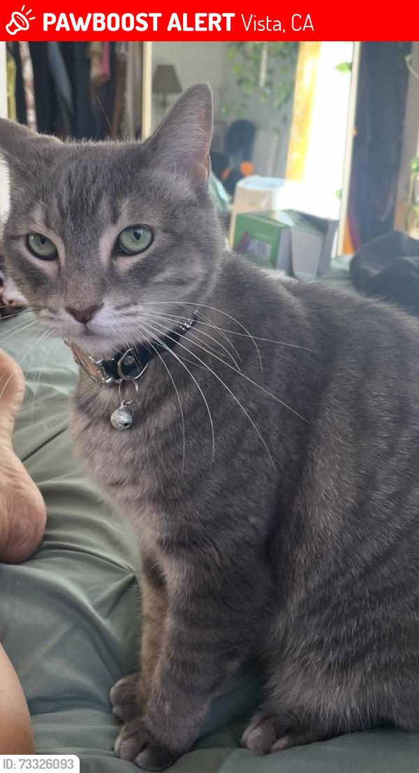Lost Female Cat last seen olive avenue and bluegrass rd in vista, Vista, CA 92083
