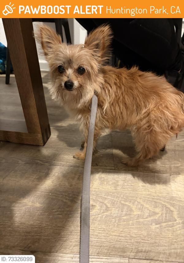 Found/Stray Female Dog last seen Santa Fe and cudahy st, Huntington Park, CA 90255