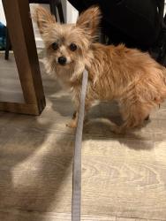 Found/Stray Female Dog last seen Santa Fe and cudahy st, Huntington Park, CA 90255