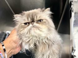Shelter Stray Male Cat last seen Near Wadworth Terrace, NEW YORK, NY, 10040, 326 E 110th St, New York, NY 10029, USA