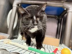 Shelter Stray Male Cat last seen Crotona park, BRONX, NY, 10457, 326 E 110th St, New York, NY 10029, USA