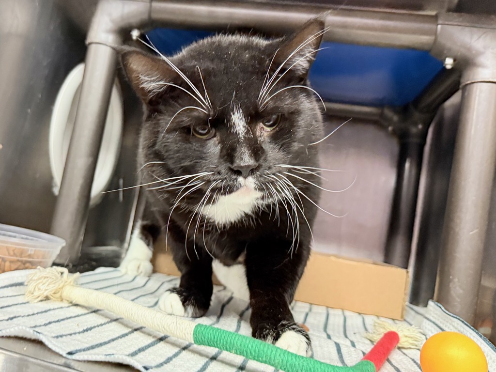 Shelter Stray Male Cat last seen Crotona park, BRONX, NY, 10457, 326 E 110th St, New York, NY 10029, USA