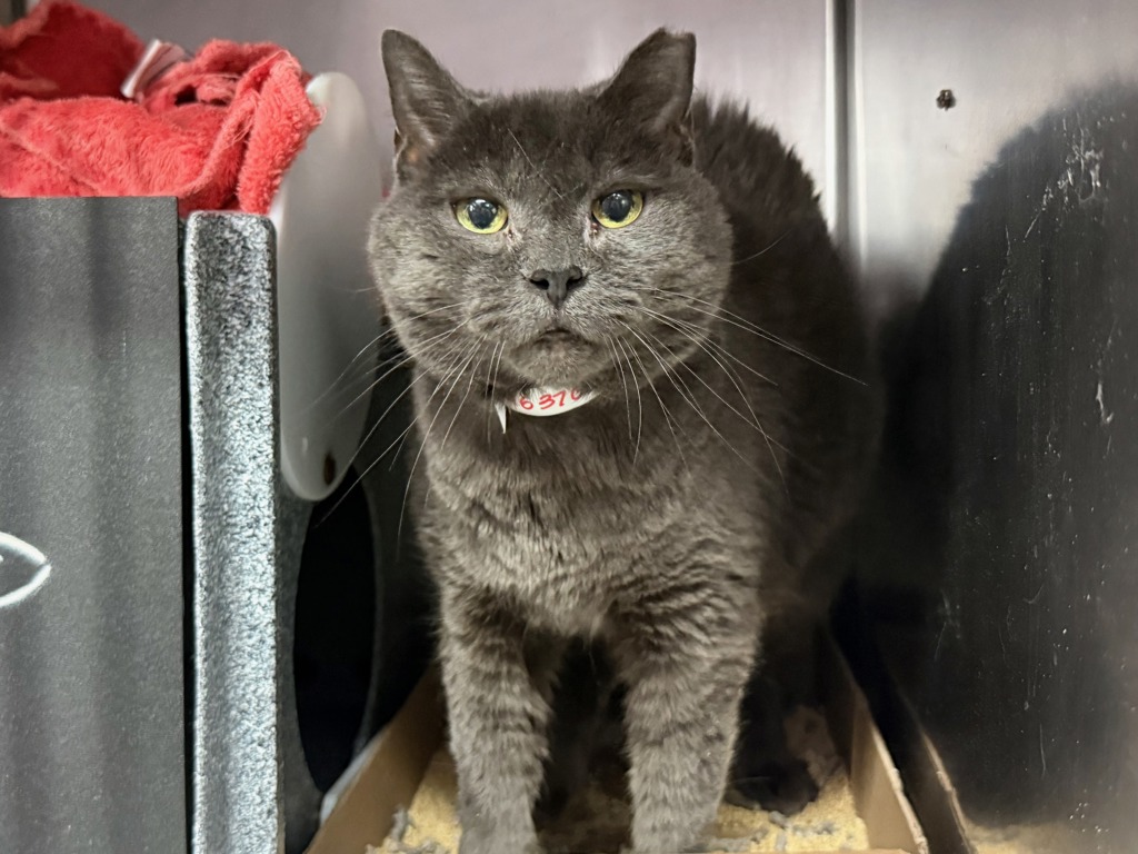 Shelter Stray Female Cat last seen Near Wallace Avenue, BRONX, NY, 10462, 326 E 110th St, New York, NY 10029, USA