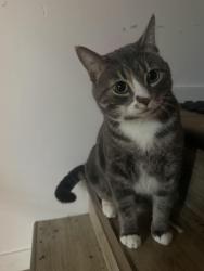 Reunited Male Cat last seen Between Kingsway and Grovesnor, Winnipeg, MB R3N 0Y9