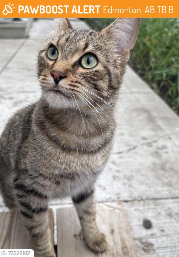 Found/Stray Male Cat last seen Near ave and 91st street, Edmonton, AB T5B 4B6
