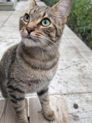 Found/Stray Male Cat last seen Near ave and 91st street, Edmonton, AB T5B 4B6