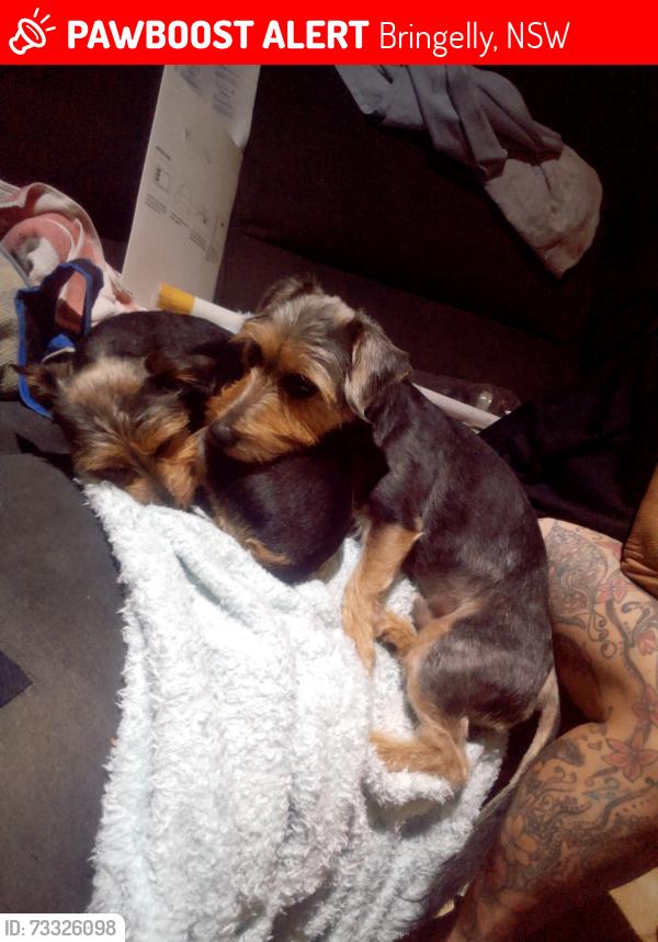 Lost Unknown Dog last seen Northern road, Bringelly, NSW 2556
