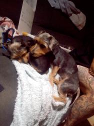 Lost Unknown Dog last seen Northern road, Bringelly, NSW 2556