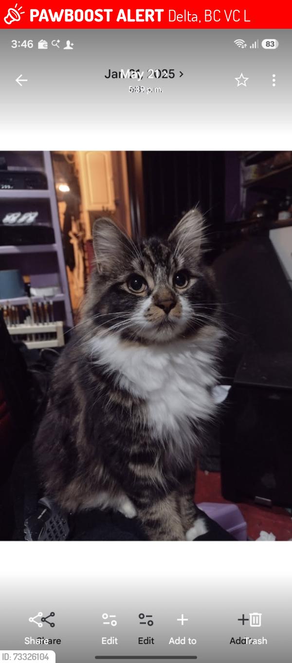 Lost Female Cat last seen Near 86 av, Delta, BC V4C 3L9