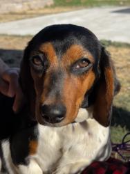 Reunited Female Dog last seen Near Hilltop Dr, Salinas, CA 93905, USA, Salinas, CA 93905