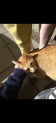 Found/Stray Female Cat last seen Martin Luther King Elementary School, Portland, OR 97211