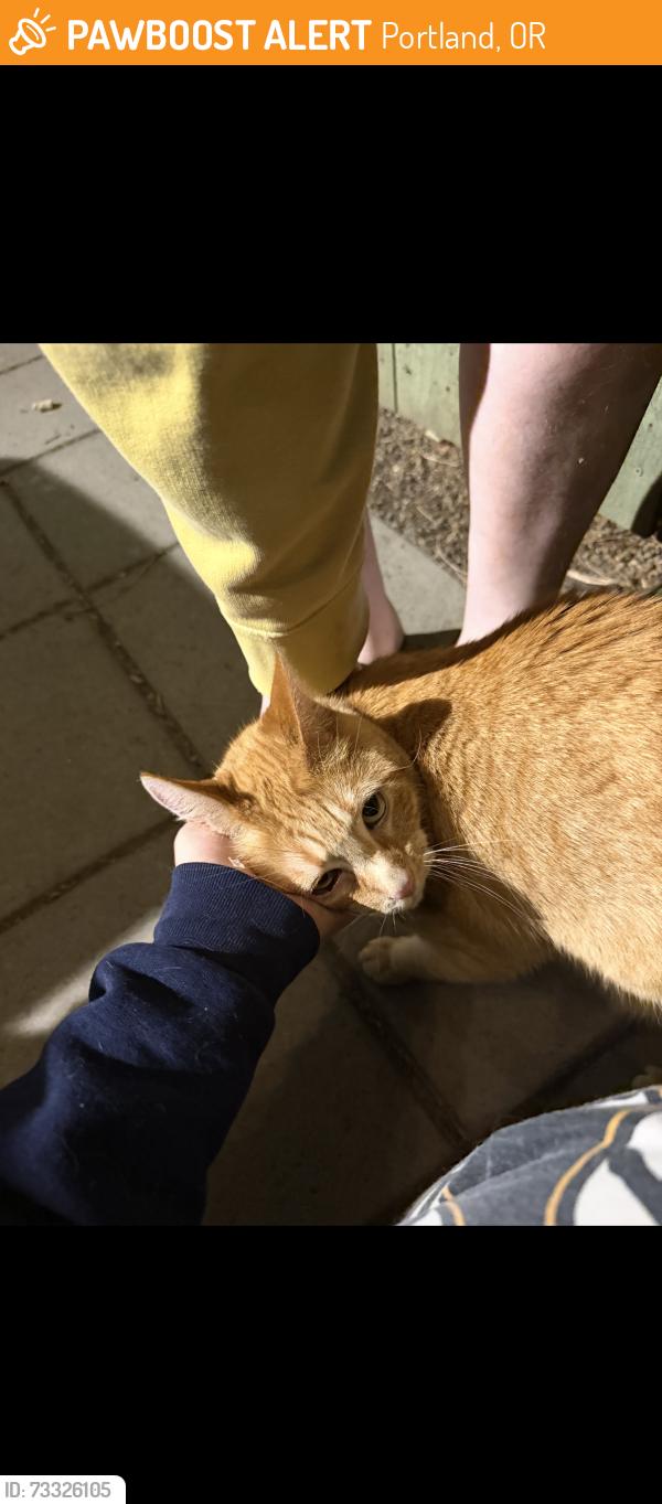 Found/Stray Female Cat last seen Martin Luther King Elementary School, Portland, OR 97211