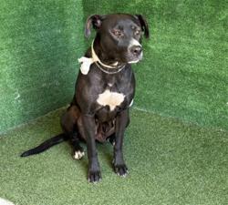 Lost Female Dog last seen Division and j, Lancaster, CA 93534