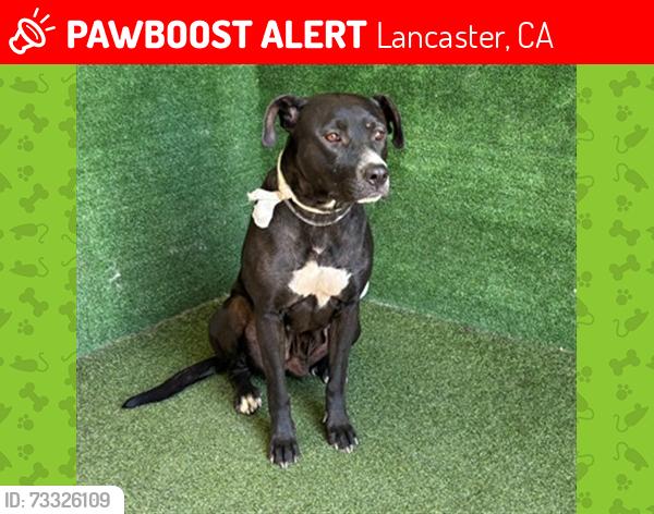 Lost Female Dog last seen Division and j, Lancaster, CA 93534