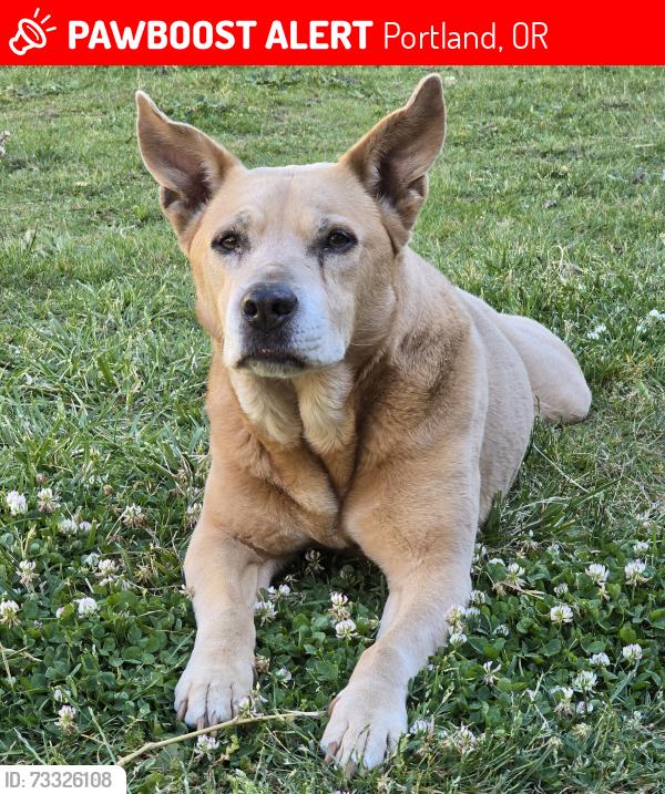 Lost Female Dog last seen Lombard St, Oberlin St, Macrum St, Westanna area, Portland, OR 97203