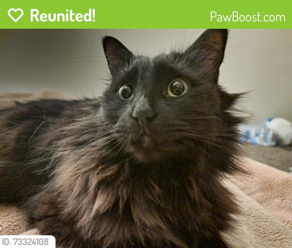 Reunited Female Cat last seen Kensington Station apmts, Bedford, TX 76021