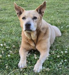 Lost Female Dog last seen Lombard St, Oberlin St, Macrum St, Westanna area, Portland, OR 97203