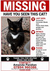 Lost Male Cat last seen Woodland Rise, Horsenden Hill, England 