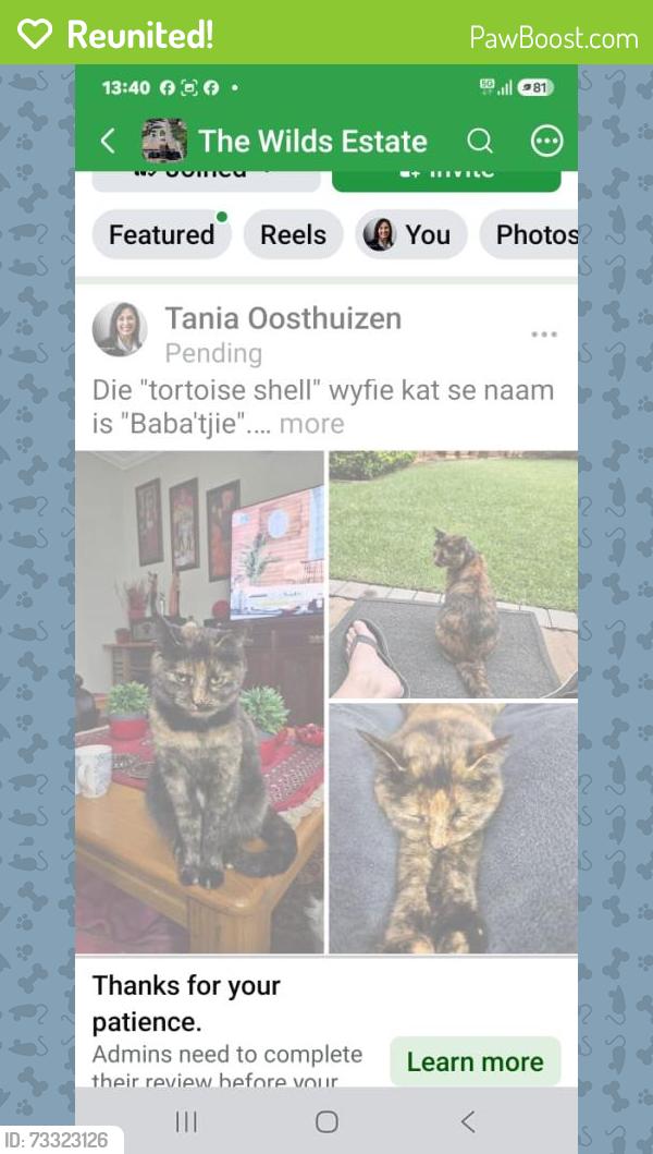 Reunited Female Cat last seen At Nr. 12, Eagle View, 121 Jagluiperd Street , The Wilds, Pretoria, GP 0042