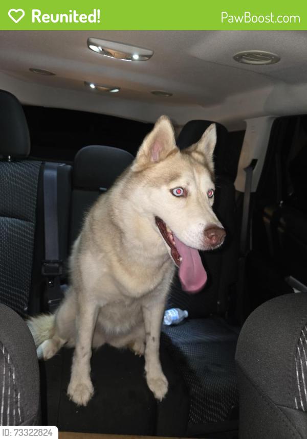 Reunited Female Dog last seen Not far from Cason lane academy, Murfreesboro, TN 37128