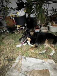 Found/Stray Unknown Dog last seen Don Patricio and Waldron Rd, Corpus Christi, TX 78418