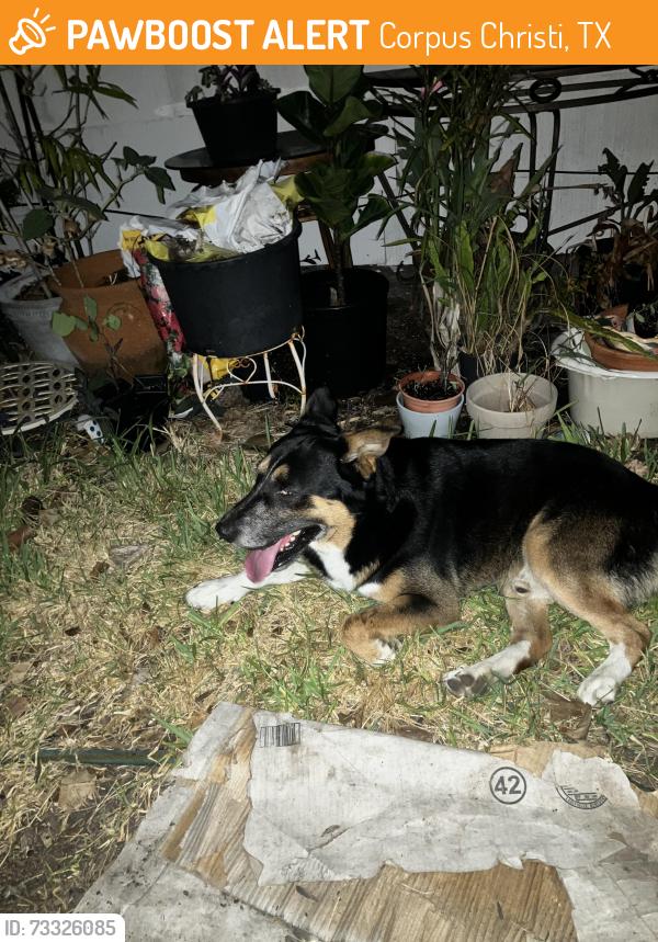 Found/Stray Unknown Dog last seen Don Patricio and Waldron Rd, Corpus Christi, TX 78418