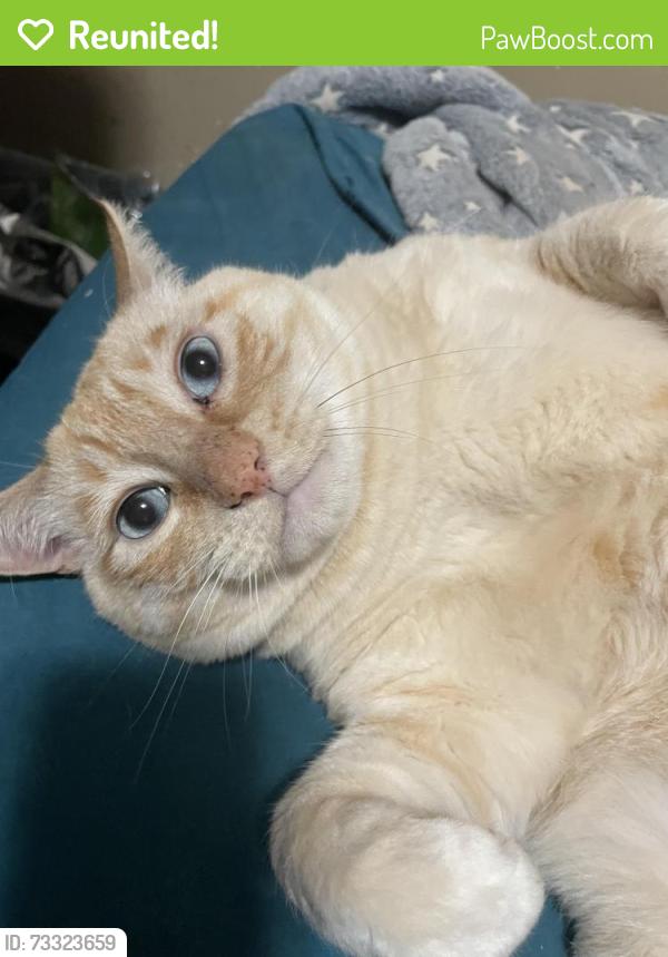 Reunited Male Cat last seen Martin Luther King Jr Way South and Jackson Street, Seattle, WA 98144