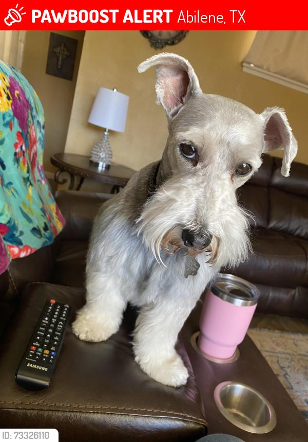 Lost Female Dog last seen Pioneer and Richmond Abilene, Tx, Abilene, TX 79605