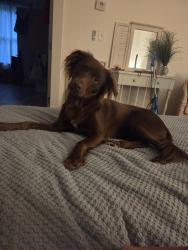 Reunited Female Dog last seen My backyard, Wilmington, NC 28403