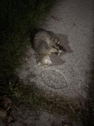Found/Stray Female Cat last seen Lyall and Kimberly, Toronto, ON M4E 2Z2