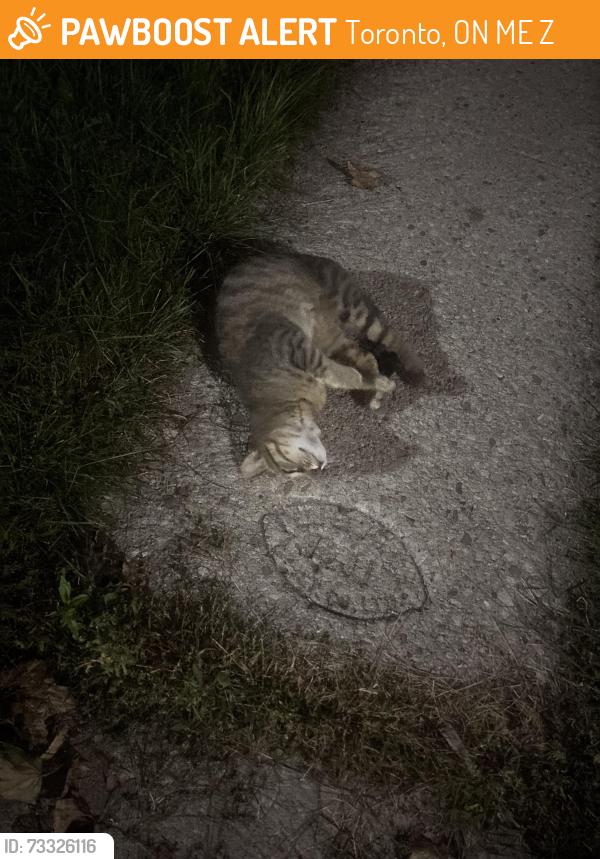 Found/Stray Female Cat last seen Lyall and Kimberly, Toronto, ON M4E 2Z2