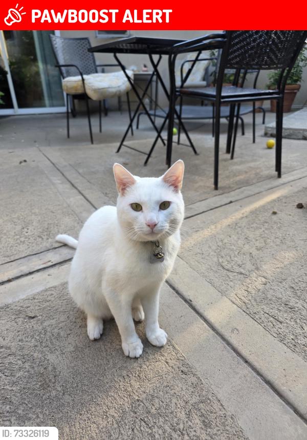 Lost Male Cat last seen Modoc, Eastern Goleta Valley, CA 93110