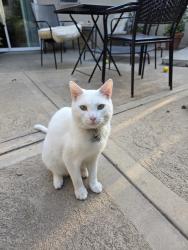 Lost Male Cat last seen Modoc, Eastern Goleta Valley, CA 93110