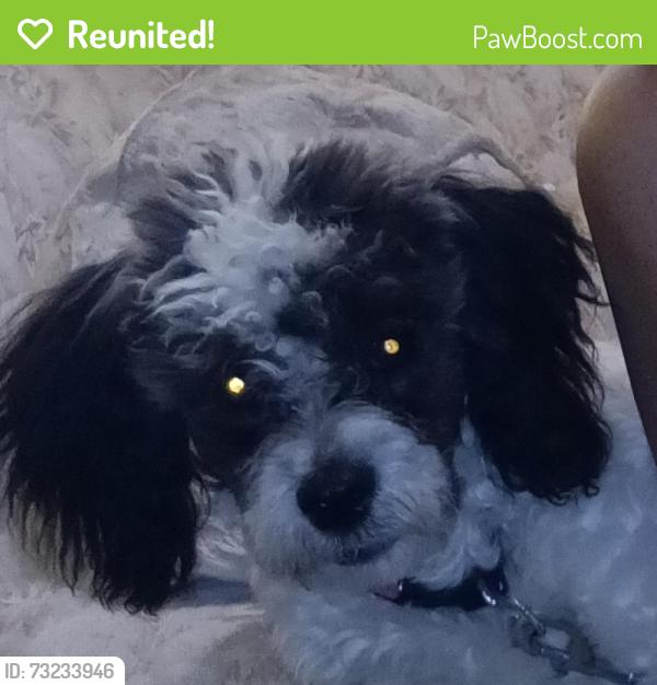 Reunited Female Dog last seen 3rds street, Topeka, KS 66606