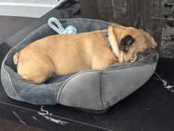 Reunited Male Dog last seen Veemac and Southern, La Mesa, CA 91942