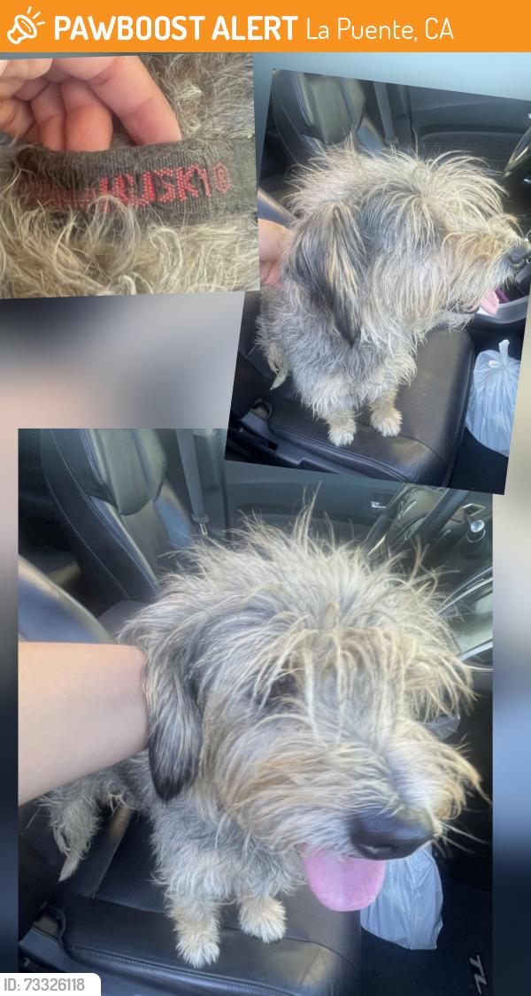 Found/Stray Female Dog last seen Glendora Ave & Sierra Vista Ct, La Puente, CA 91744