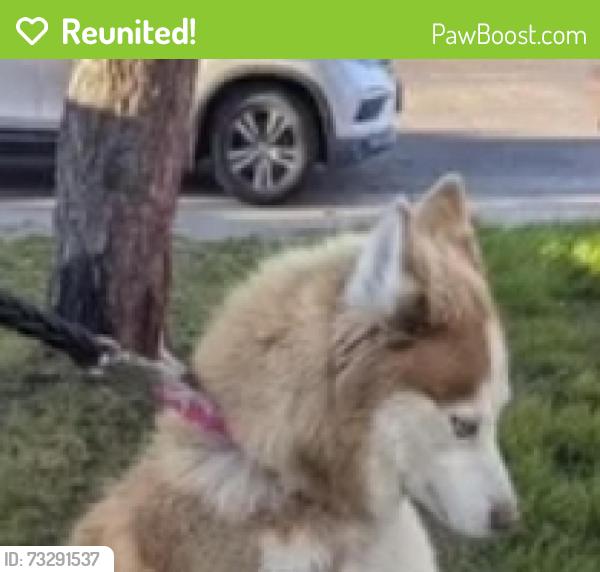 Reunited Female Dog last seen Ivy ave, Stockton, CA 95206